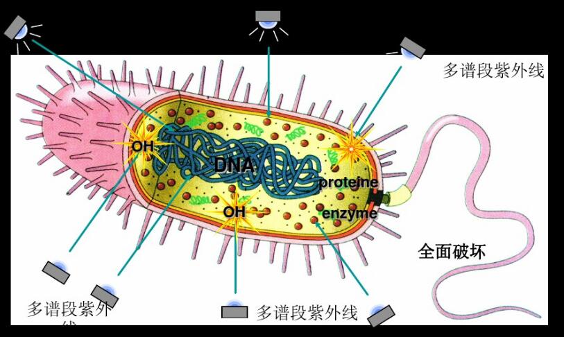 瑞朗中压紫外线杀菌